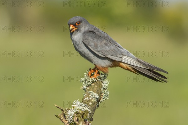 Red-Footed Falcon (Falco vespertinus), adult male perched on a branch, Galicia, Spain