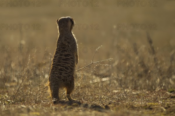 Meerkat (Suricata suricatta) stand watch and searching distance in grassland, Castile-La Mancha,