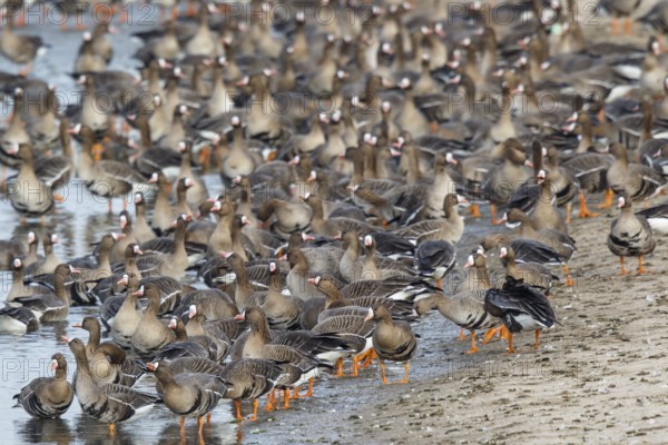 Greater White-fronted Goose (Anser albifrons) huge flock resting in water, North Rhine-Westphalia,