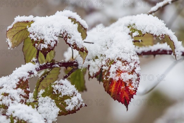 Schneebedeckte Blätter der Hunds-Rose (Rosa canina) in bunten Farben im Winter, Baden-Württemberg,