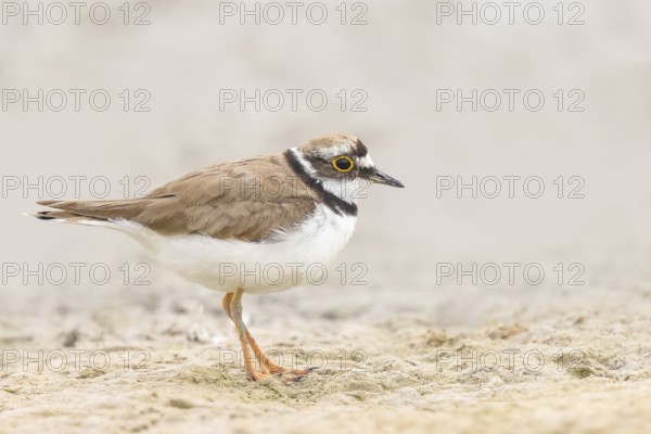 Little Ringed Plover, Little Ringed Plover, (Charadrius dubius), adult bird standing on sandy