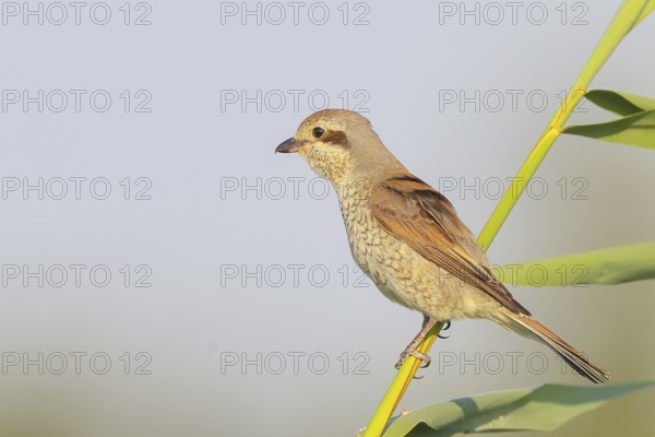 Red-backed shrike (Lanius collurio), female sitting on a reed stalk, looking for prey, wildlife,