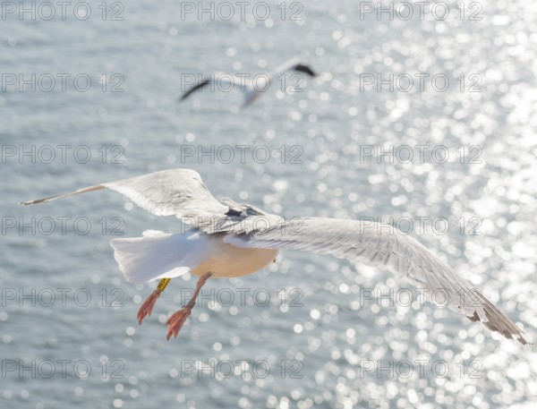 A herring gull (Larus argentatus), tagged and ringed, GPS transmitter placed on the back by