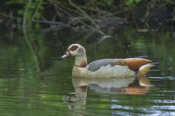 A Nile Goose (Alopochen aegyptiaca) swimming on a pond in the forest, animal photo, nature photo,