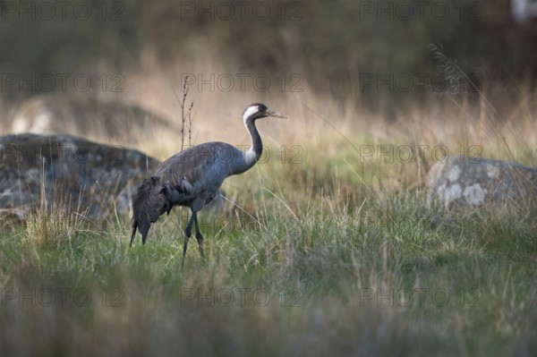 In its natural environment... Common crane (Grus grus) in its breeding territory in Sweden walking