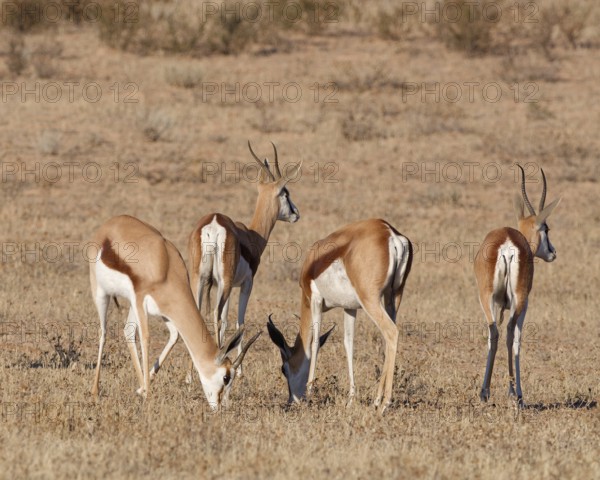 Springboks (Antidorcas marsupialis), group of adults, feeding on dry grass, alert, Kalahari desert,