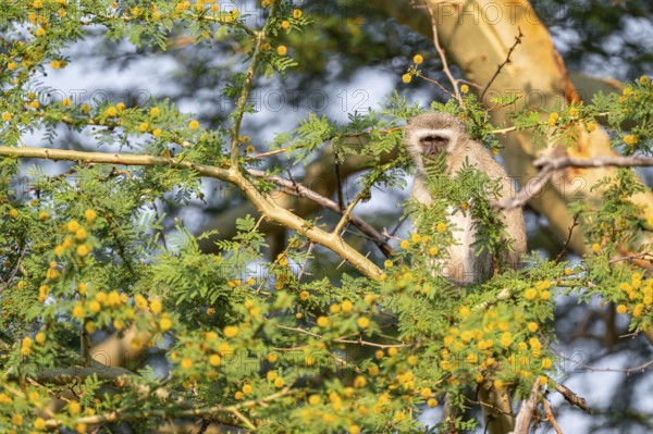 Southern vervet monkey (Chlorocebus pygerythrus) sitting in a flowering tree, eating yellow flowers