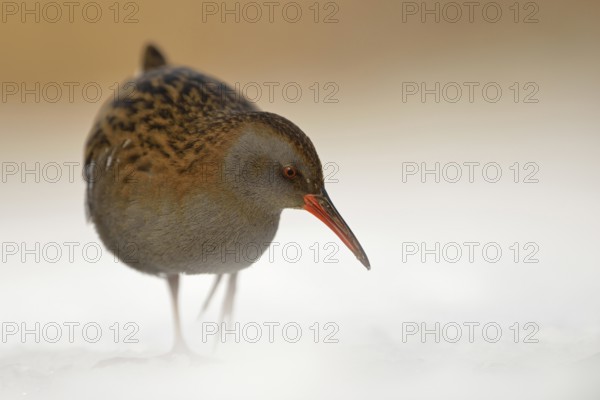 Water rail (Rallus aquaticus) in frosty, harsh winter, resident bird, not migratory, foraging in
