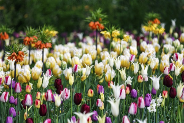 Different coloured tulips (Tulipa), colourful tulip bed, Keukenhof gardens, Lisse, Bollenstreek,