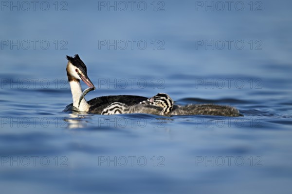 Great Crested Grebe (Podiceps Scalloped ribbonfish), feeding a chick with fish, swimming in the