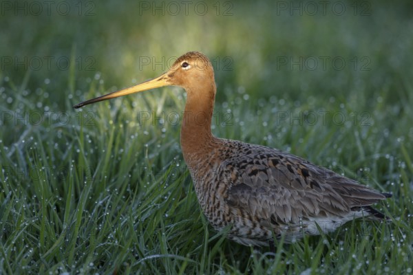 Black-tailed Godwit (Limosa limosa), Netherlands