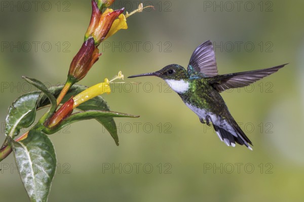 White-throated Hummingbird (Leucochloris albicollis) flying and feeding at a flower in the Atlantic