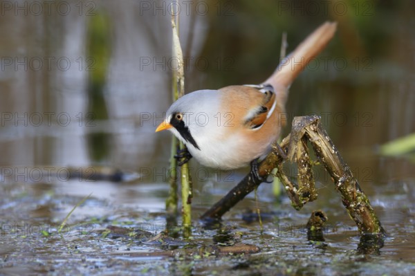 Bearded Reedling (Panurus biarmicus) male foraging in reedbed, Mecklenburg-Western, Pomerania,