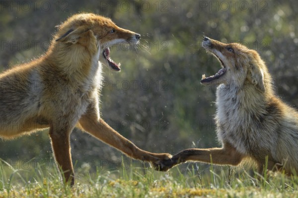 Red Fox (Vulpes vulpes) pair fighting and playing in grassland, Netherlands