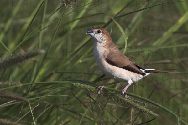 Indian Silverbill (Euodice malabarica), Oman