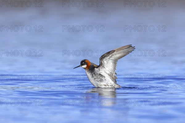 Red-necked phalarope, northern phalarope (Phalaropus lobatus) adult female in breeding plumage