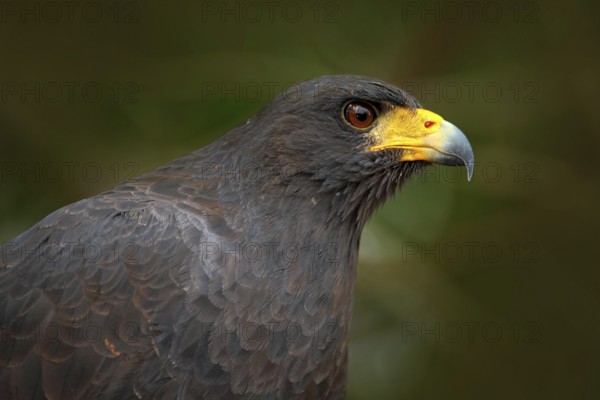 Great Black-Hawk, Buteogallus urubitinga, detail portrait of wild bird from Belize. Birdwatching of