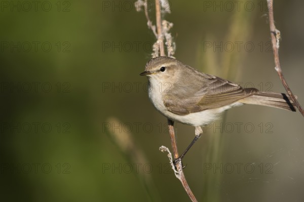 Siberian Chiffchaff - Taigazilpzalp - Phylloscopus tristis, Russia (Ural)
