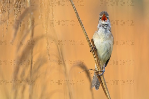 Drosselrohrsänger, Great Reed Warbler, Great Reed-Warbler, Acrocephalus arundinaceus, Rousserolle