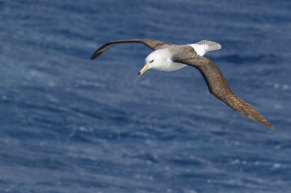 Black-browed Albatross (Thalassarche melanophris) flying over the ocean searching for food near