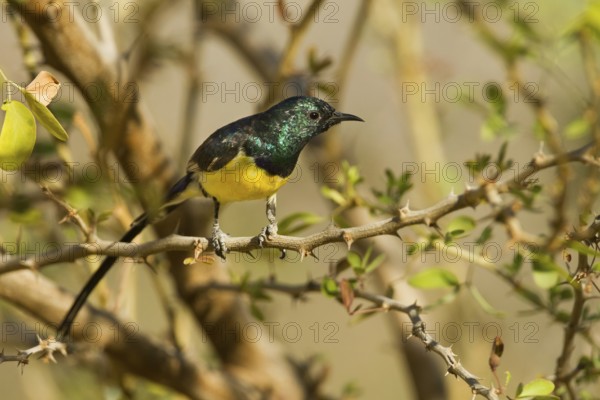 Nile Valley Sunbird (Hedydipna metallica) male, Oman