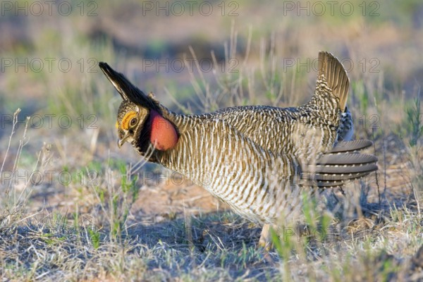 Lesser Prairie-Chicken Tympanuchus pallidicinctus Milnesand, New Mexico, United States 11 May Adult