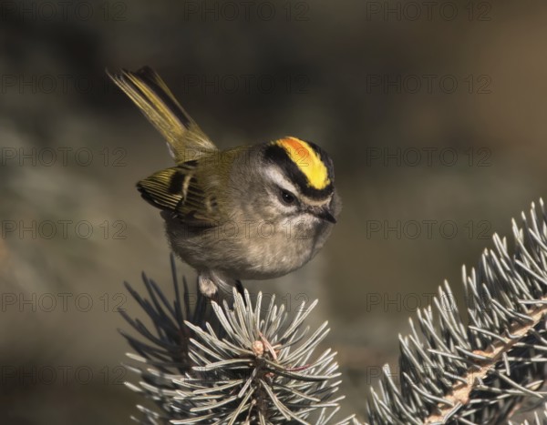 A male Golden-crowned Kinglet, Regulus satrapa, perched on a branch in Saskatoon, Saskatchewan,