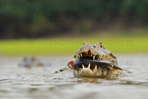 Wildlife Brazil. Caiman, Yacare Caiman, crocodile with fish in mouth with evening sun, in the