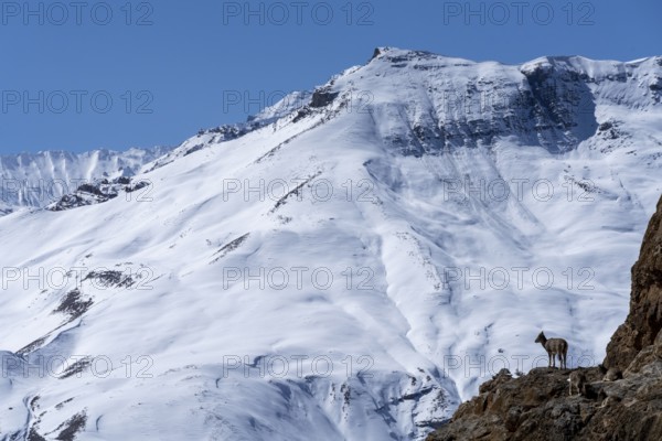 Blue sheep (Pseudois nayaur), on a cliff, in front of a snow-covered mountain, Himalayas, Spitital,