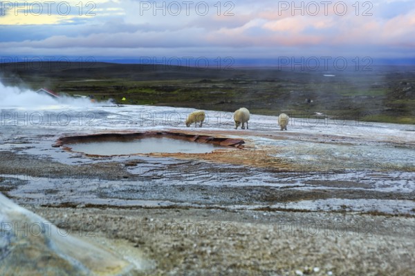 Free-range sheep on sinter terraces, sulphur vapour, Hveravellir geothermal area, Icelandic