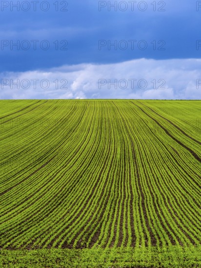 Expansive rows of lush alfalfa stretch across rolling hills in Auvergne Rhone Alpes. The field