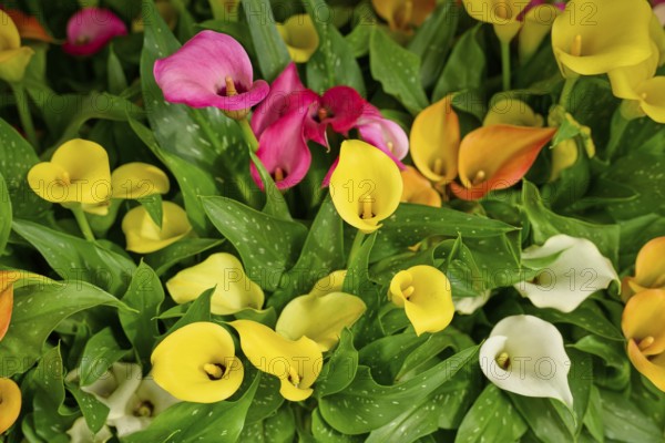 Various colours of calla forming a bright and vibrant sea of flowers, Keukenhof, Lisse, province of