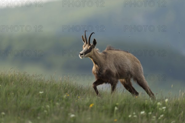 Ascent to lush mountain meadows... Chamois (Rupicapra rupicapra) ascends the mountain in the early