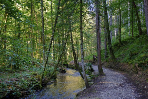 Einbach, on the hiking trail to the Dachshöhlen caves, Wackersberg, Tölzer Land, Upper Bavaria,