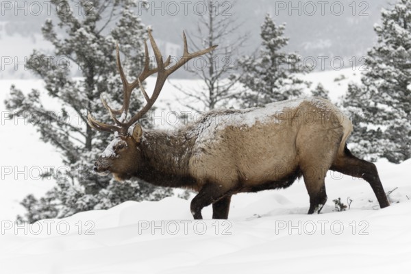 Tough times... Wapiti (Cervus canadensis), North American deer, also called red deer, trudging