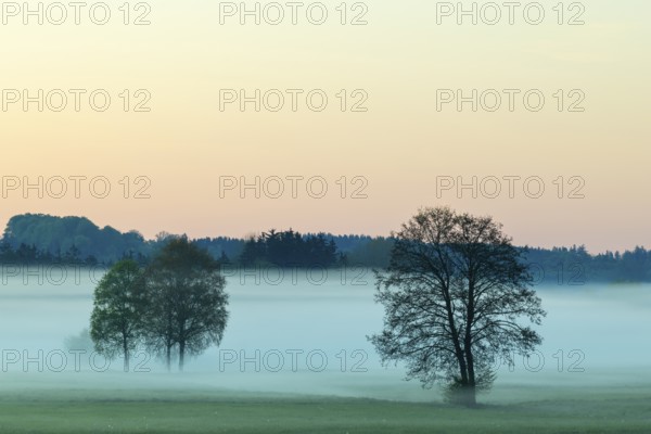 Early morning fog over the moor, birch (Betula), birch family (Betulaceae), fog, Pfrungen,