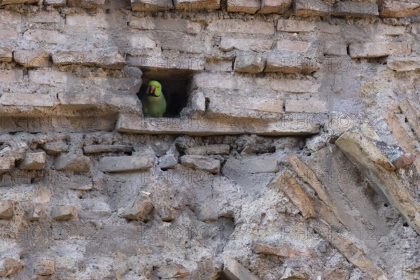 Ring-necked parakeet (Psittacula krameri) adult bird looking out of a hole in an ancient wall in