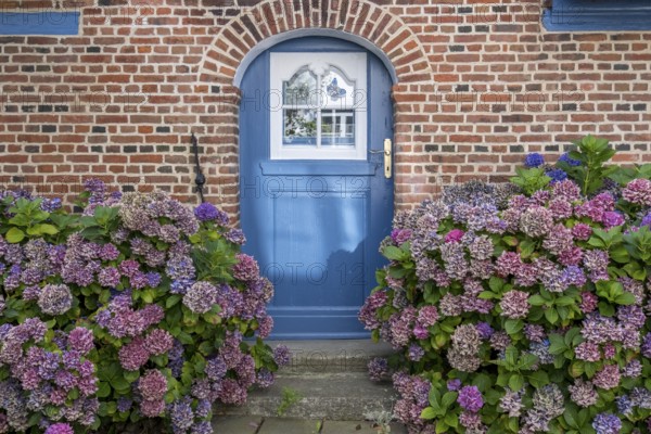 Blue wooden door with patterned glass, surrounded by flowering hydrangeas, Föhr, North Frisia,