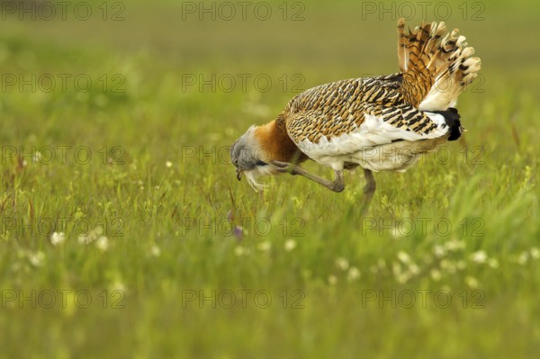 Great Bustard (Otis tarda) male, Castile-La Mancha, Spain
