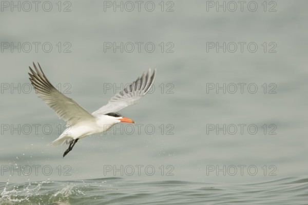 Caspian Tern (Hydroprogne caspia) flying, Gambia