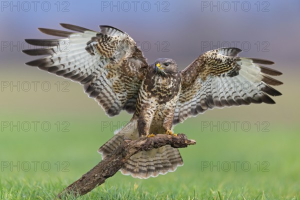 Mäusebussard, Common Buzzard, Buzzard, Eurasian Buzzard, Buteo buteo, Buse variable, Busardo