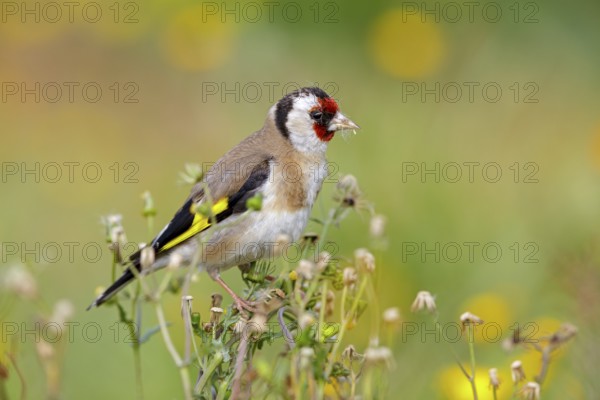 Stieglitz, Distelfink, Eurasian Goldfinch, Goldfinch, European Goldfinch, Carduelis carduelis,