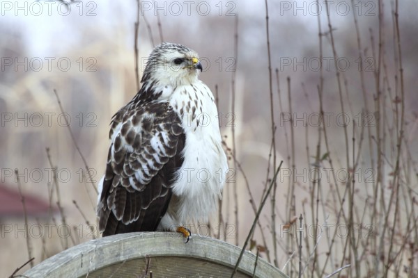 Common Buzzard (Buteo buteo) perched on a wooden partition wall in garden, Mecklenburg-Western