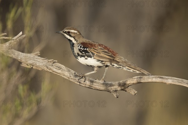 Chestnut-breasted Quail-thrush (Cinclosoma castaneothorax) male perched on a branch, Victoria,