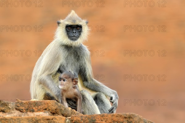 Common Langur, Semnopithecus entellus, monkey sitting in grass, nature habitat, Sri Lanka. Feeding