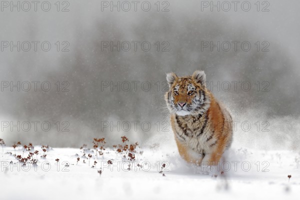 Running tiger with snowy face. Tiger in wild winter nature. Amur tiger running in the snow. Action