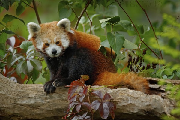 Red panda lying on the tree with green leaves. Red panda bear, Ailurus fulgens, habitat. Detail