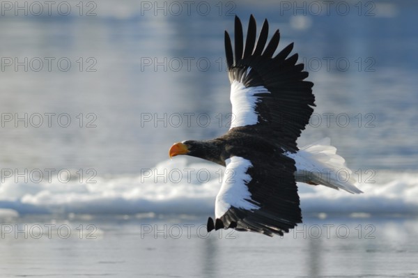 Steller's Sea Eagle (Haliaeetus pelagicus) flying, Hokkaido, Japan