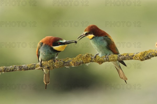 European Bee-eater (Merops apiaster) pair displaying, Piedmont, Italy