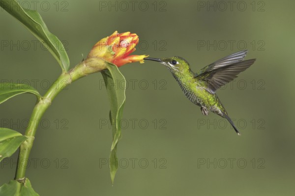 Green-crowned Brilliant (Heliodoxa jacula), Costa Rica